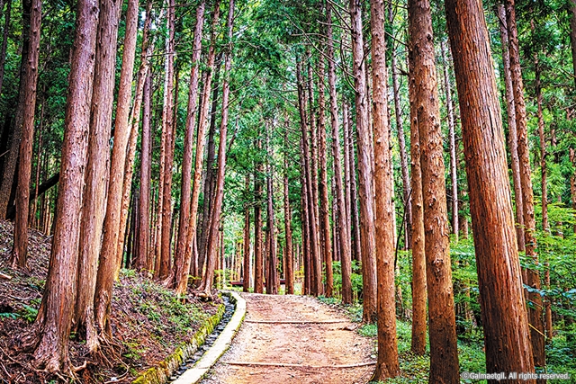 8-7cw10 갈맷길 (7-1) 성지곡편백나무숲길_갈맷길