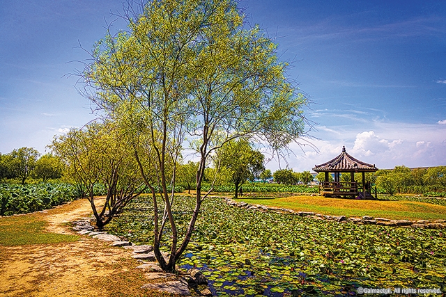 8-6cw10 갈맷길 (6-1) 연꽃단지_갈맷길