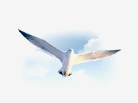 市鸟 - 海鸥(Seagull)